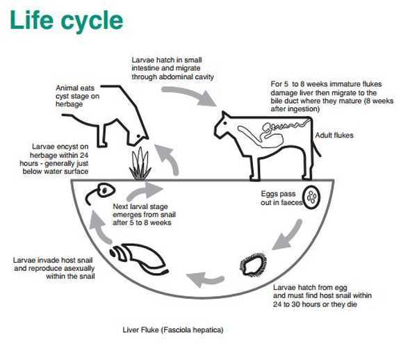 The Fascinating Life Cycle Of Liver Fluke A Visual Diagram