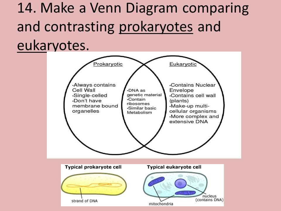 The Key Differences Prokaryote And Eukaryote Diagram Explained